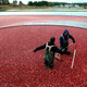 Image for article titled Massachusetts’ Cranberry Harvest Is in Peril Due to Northeast Drought
